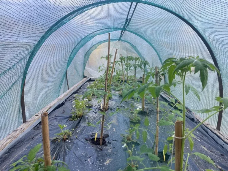 Carrés potagers en lasagnes