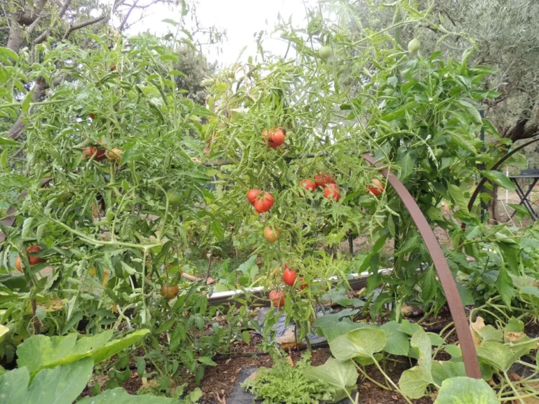 Rangées de tomates