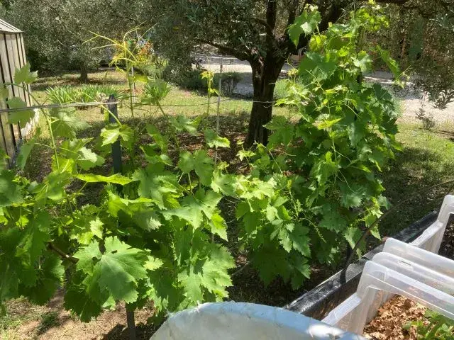 Récolte de légumes du jour