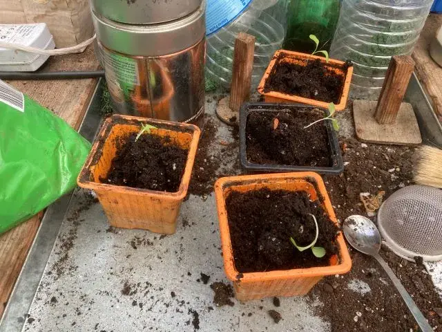 Aromatiques du potager