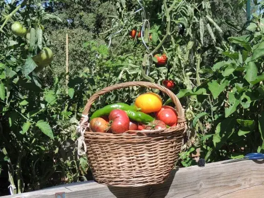 Fleurs mellifères au bord du potager