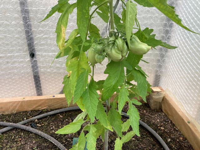 Les tomates cœur de bœuf dans la se se forment.