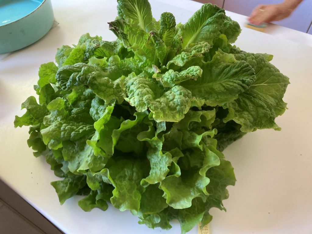 Une salade arrivant du jardin bio