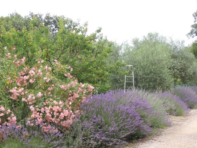 Les couleurs du jour ; lavandes, laurier rose, abricots et olives