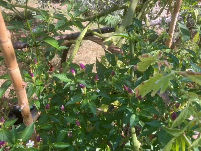 Installation des premières couches de culture en lasagne pour un jardin bio en permaculture à Chênes Verts-Bucaille.