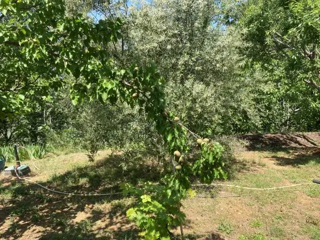 Jardin potager bio fait maison