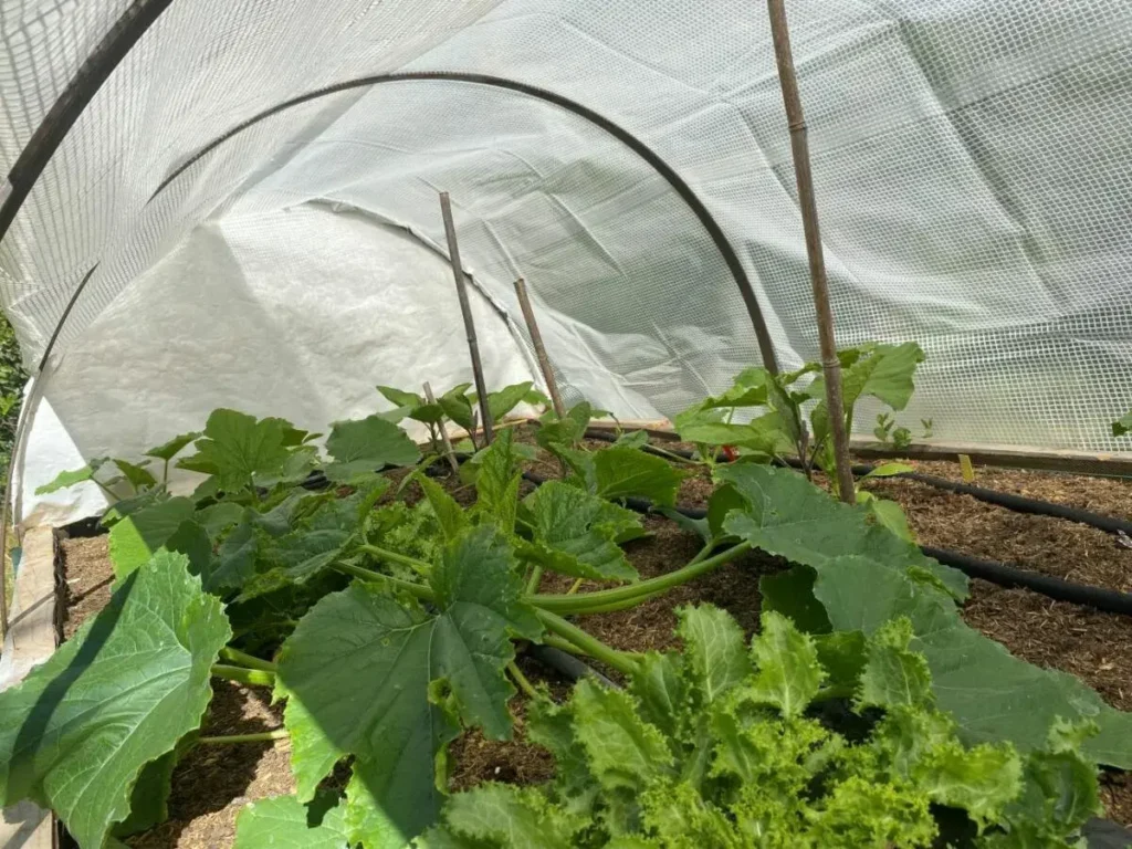 Jardin bio intégré au paysage naturel du Sud Luberon