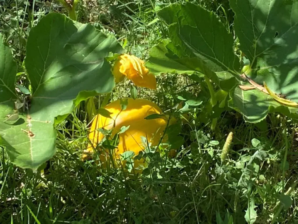 Jardin bio et repas maison appréciés en Luberon