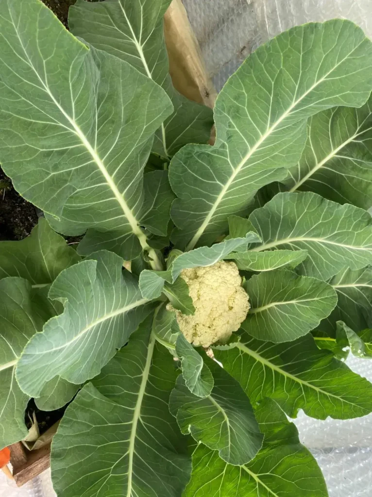 Jardin bio écoresponsable dans le Sud Luberon, à découvrir