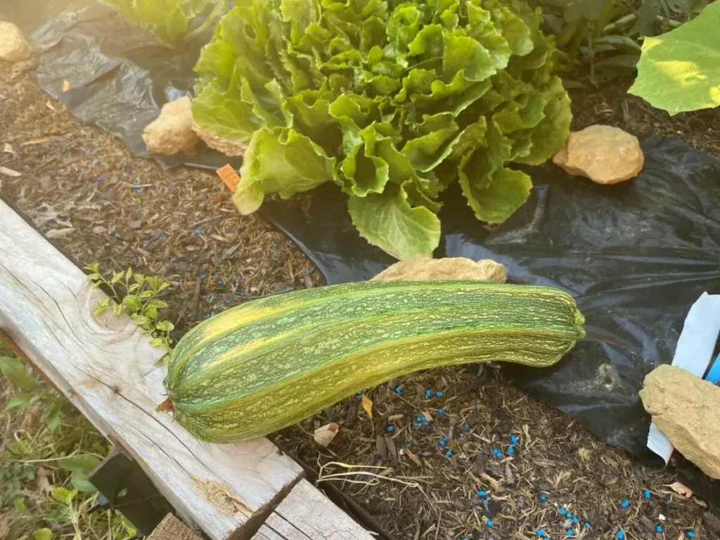 Repas faits maison avec légumes bio du Luberon