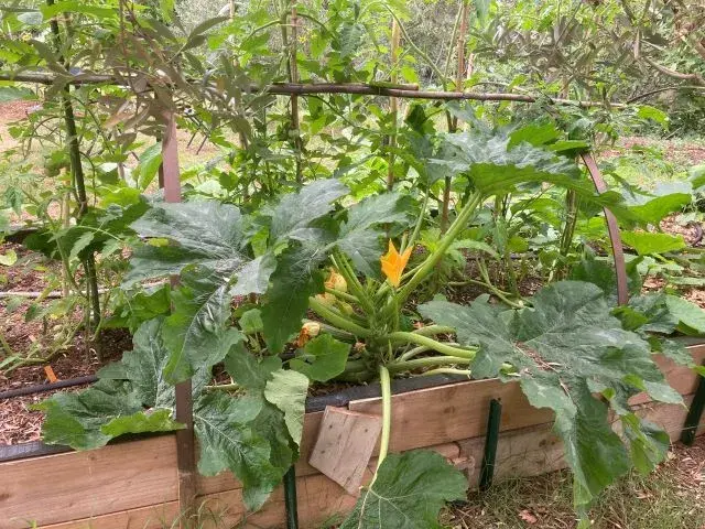 Fait maison avec des légumes bio récoltés directement du jardin potager des Chênes Verts-Bucaille.