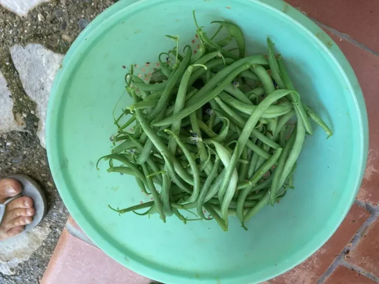 La nature reprend ses droits : mon jardin bio en pleine effervescence