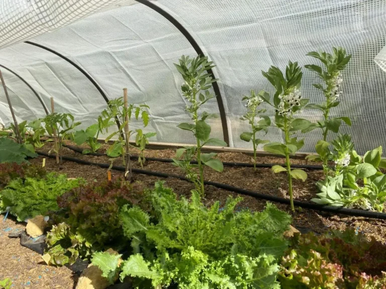 Récolte de légumes bio en Sud Luberon