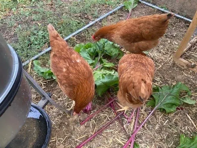 Un duo gagnant : des poules et un jardin bio en parfaite harmonie.