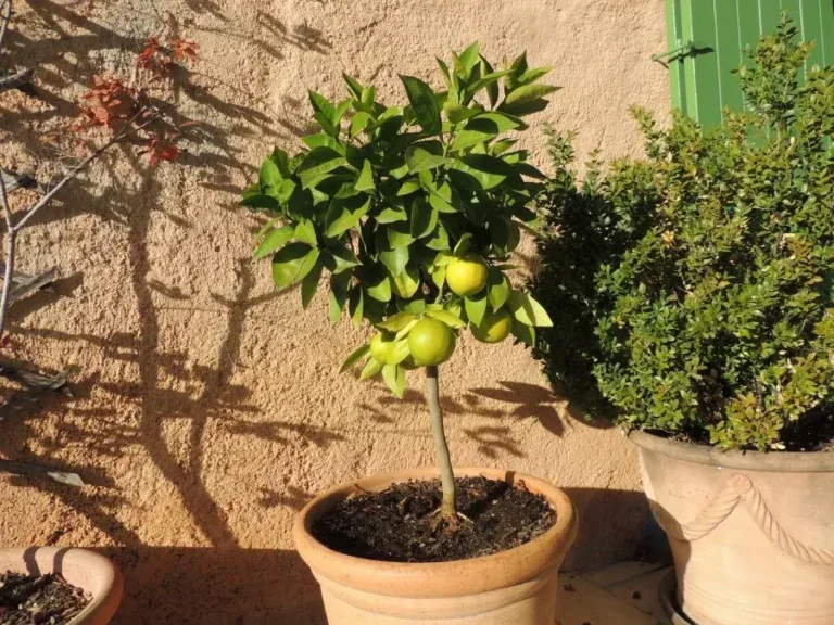 Jardin Bio - Entre éthique et biodiversité