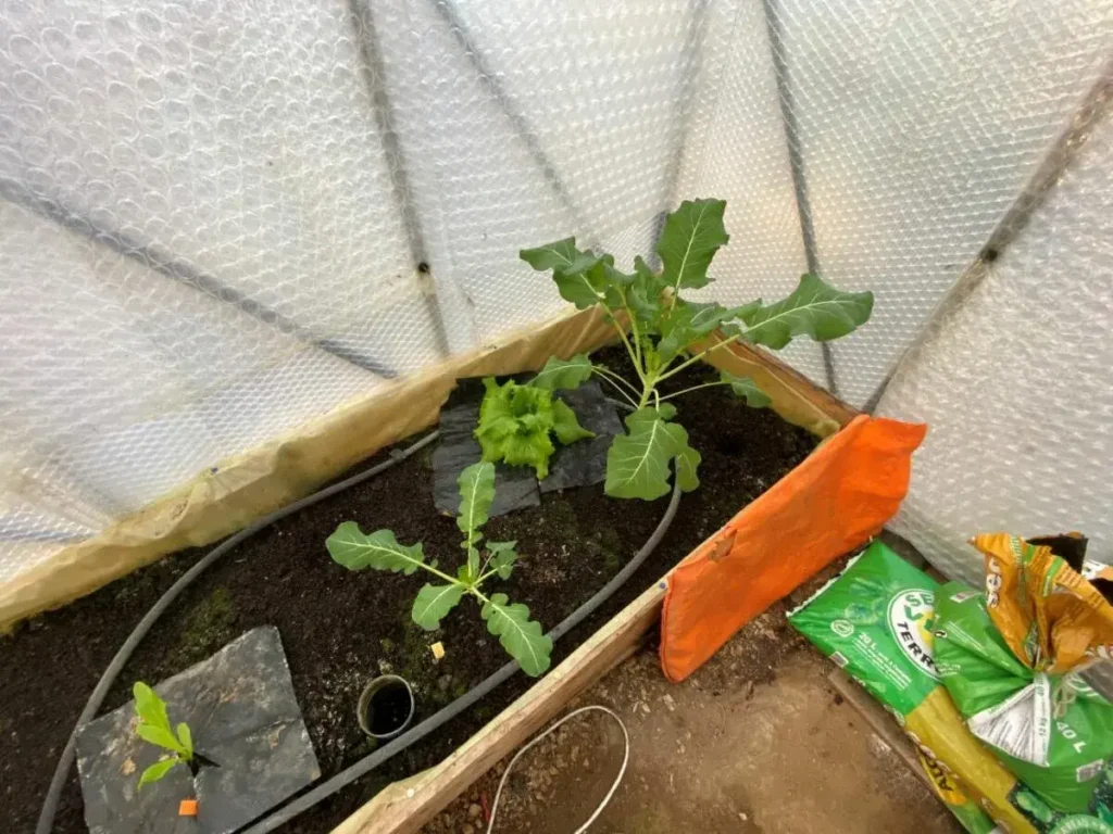 visite du jardin potager bio de Chênes Verts-Bucaille, découvrez les techniques de culture en permaculture.