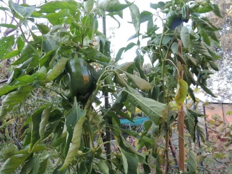 Notre jardin bio valorise un travail respectueux de l’environnement, pour des cultures saines, durables et en harmonie avec la nature.