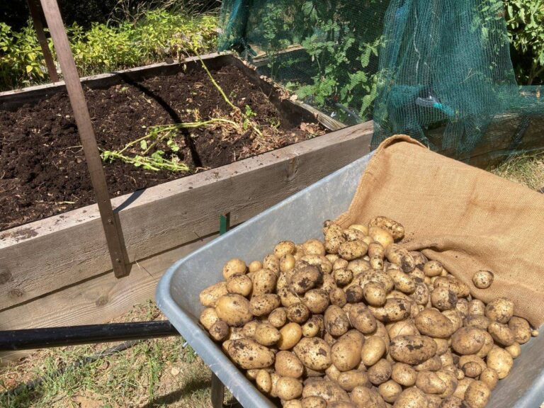 Ma serre, un petit coin de paradis où poussent mes légumes.