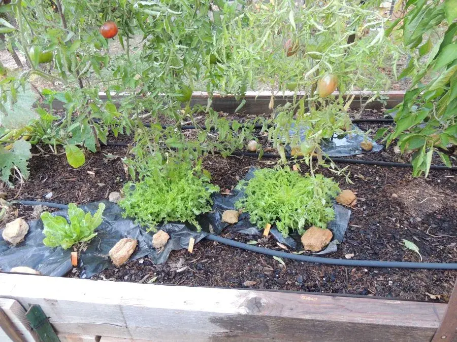 Jardin bio - Un espace respectueux de l’environnement et de la biodiversité
