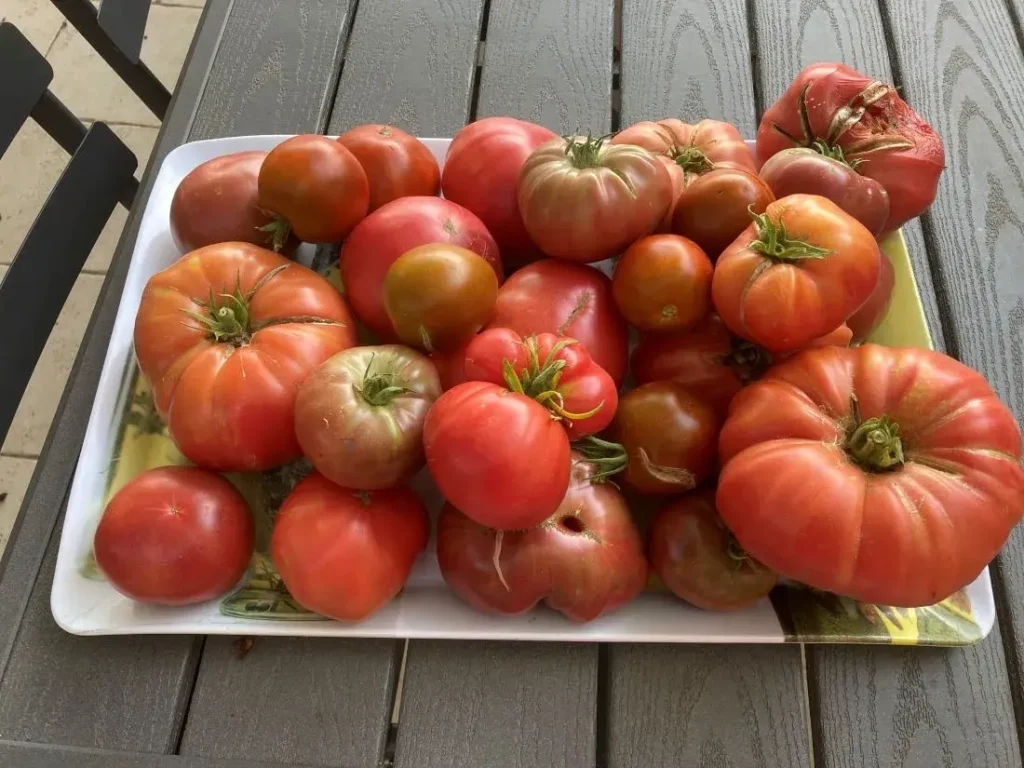 Utilisation de semences bio et locales dans le jardin potager bio des Chênes Verts-Bucaille pour une agriculture