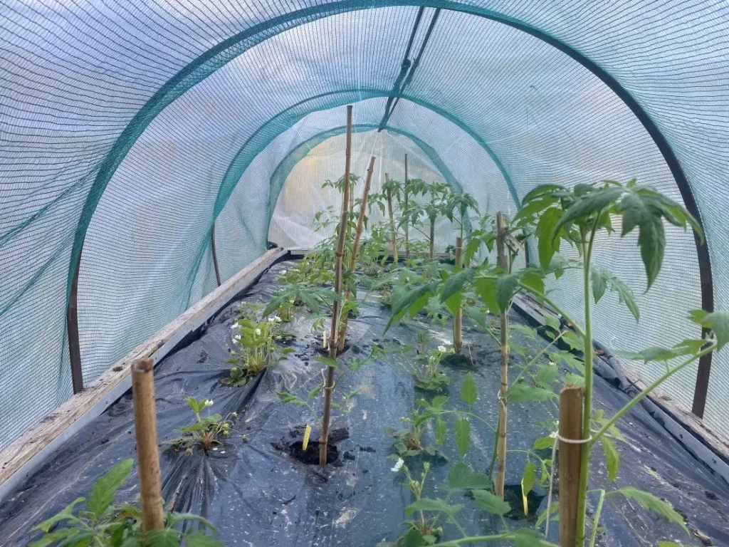 Avant et après de la transformation d’un terrain en jardin potager bio en 2014 à Chênes Verts-Bucaille, Luberon.