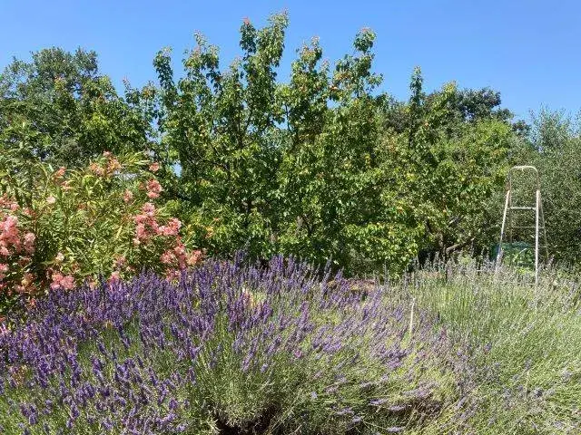 Notre jardin bio en pleine floraison en 2023. Un havre de paix pour les insectes et les oiseaux.