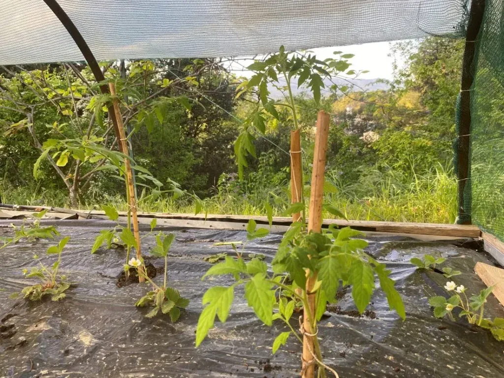 jardin potager bio sans pesticides, cultivé avec des méthodes naturelles à Chênes Verts-Bucaille