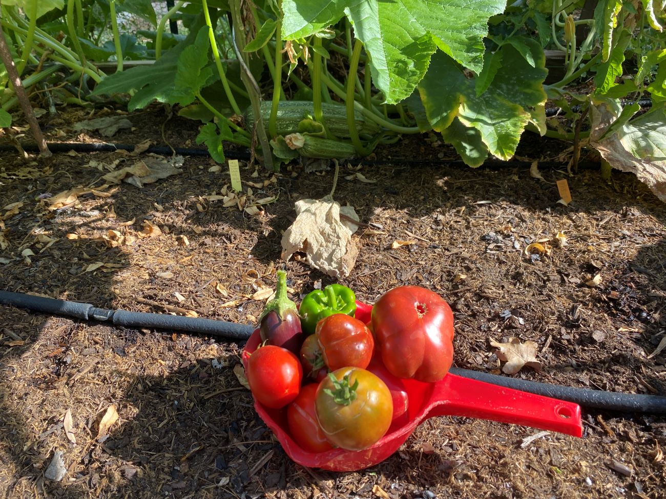 récolte de tomates