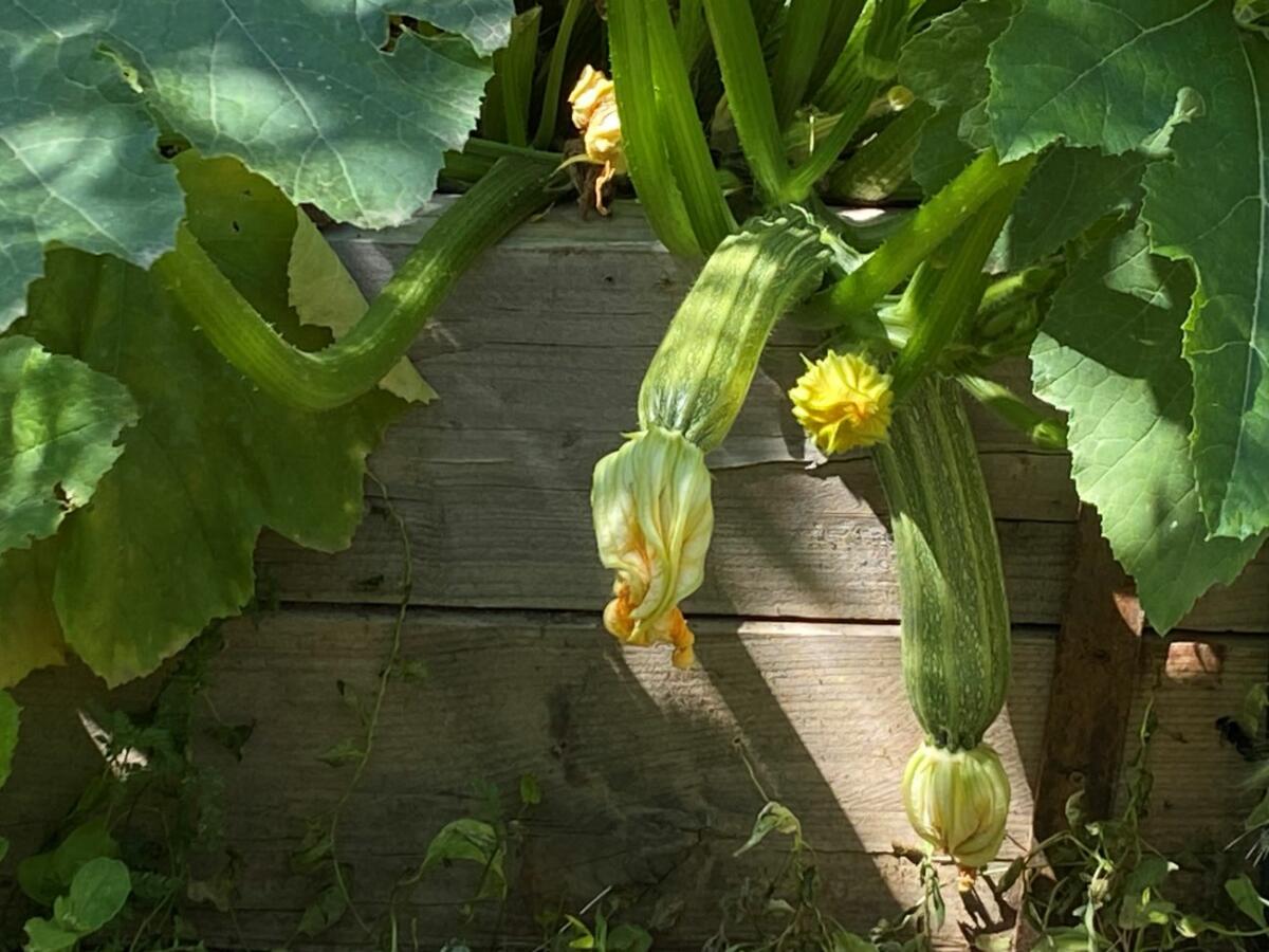 Jardin bio et sa table appréciés de nos hôtes en Sud Luberon