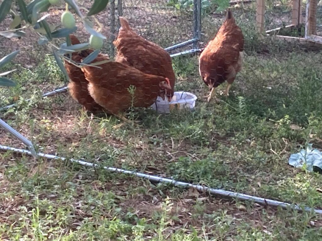 les poules du jardin bio