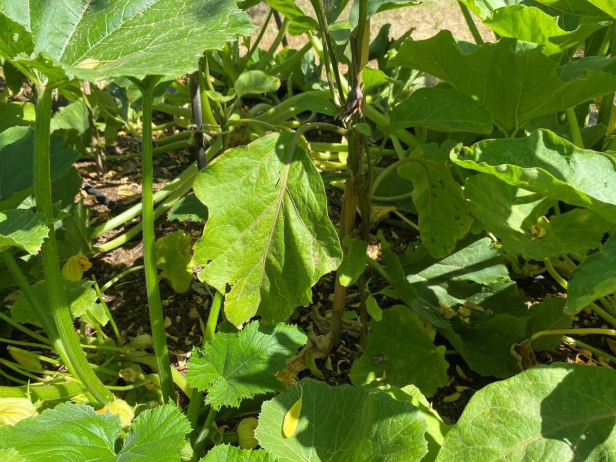 Jardin bio et sa table appréciés de nos hôtes en Sud Luberon