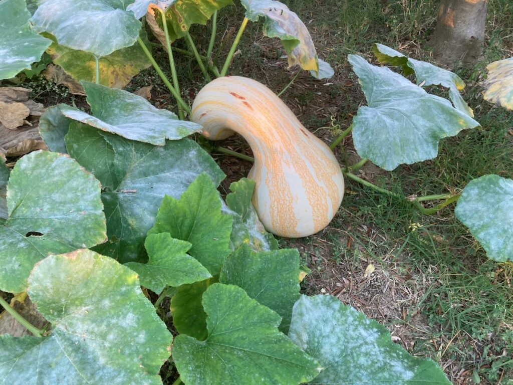 Un butternut d'exception