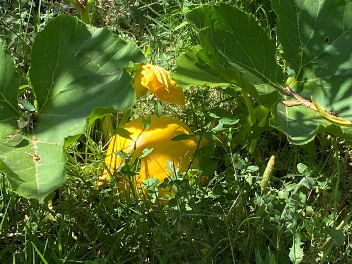 Jardin bio et sa table appréciés de nos hôtes en Sud Luberon