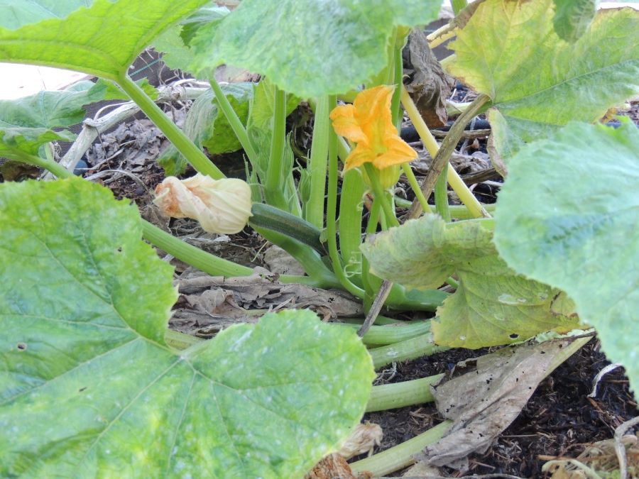 jeune courgette