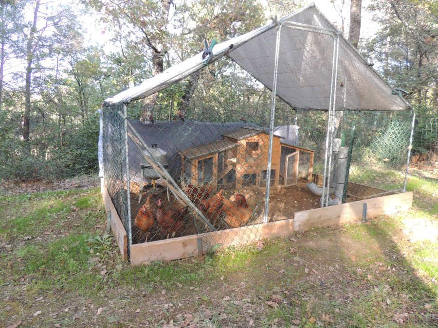 poules dans le sous bois