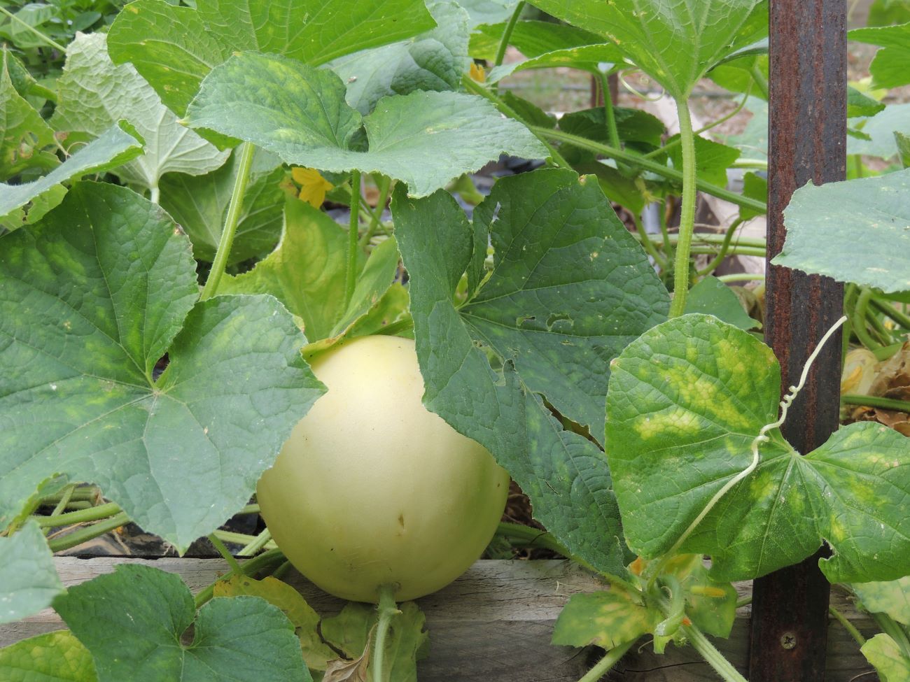 melon du jardin