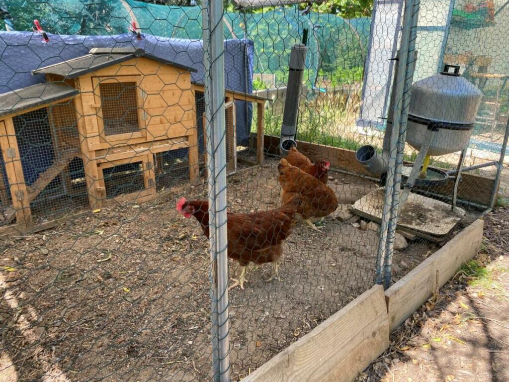 Nos poules alliées du jardin bio