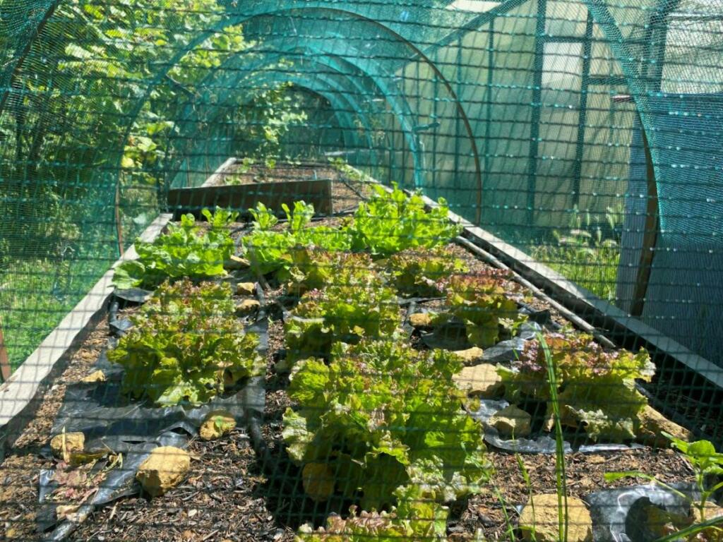 future production de salade dans notre jardin bio