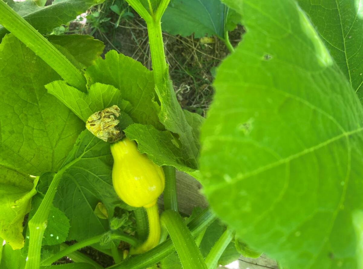 Notre jardin bio permet de tester la qualité de nos légumes