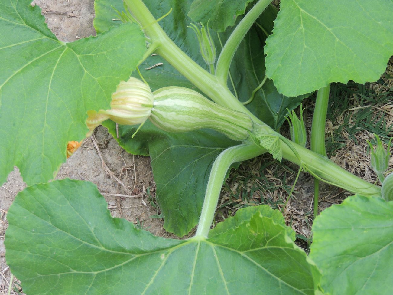 plants de courgette