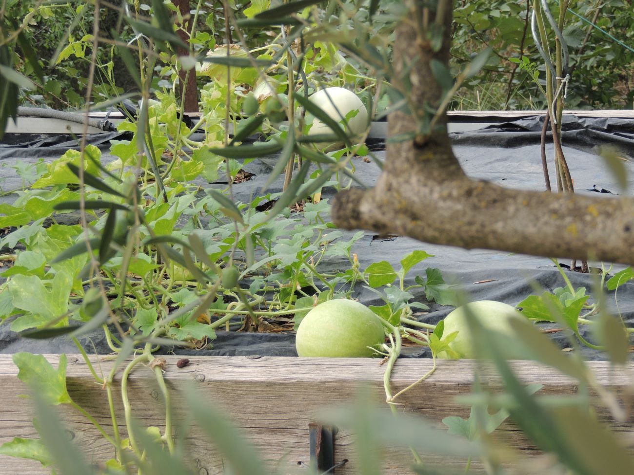 plants de melons