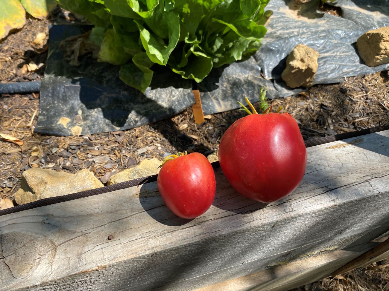 Premières tomates