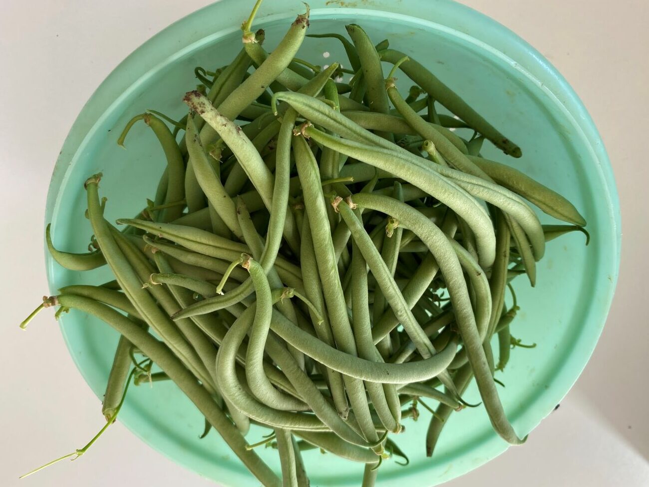 première récolte de haricots verts