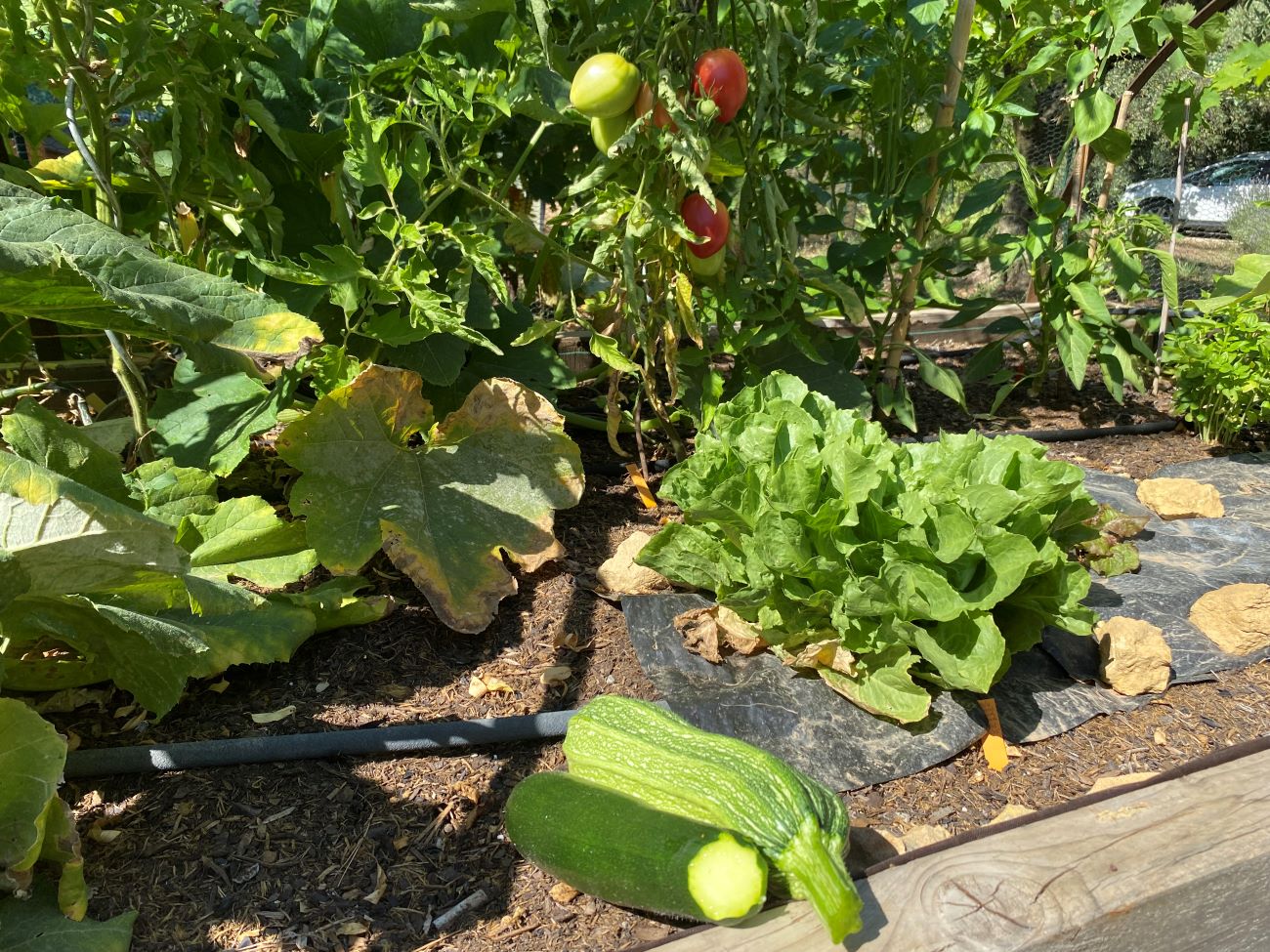 récolte courgettes