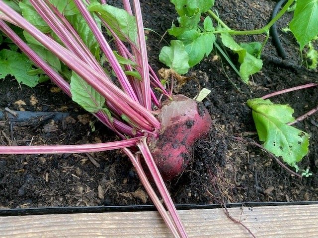 récolte de betteraves rouges