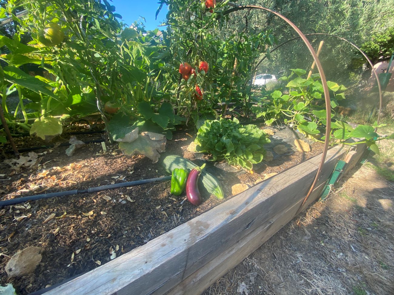 Plants d'aubergines