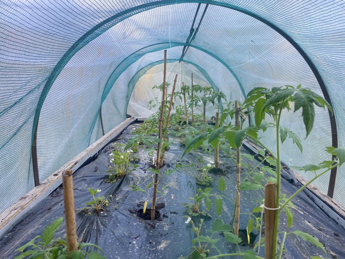 Le jardin bio du Sud Luberon a déjà repiqué les tomates