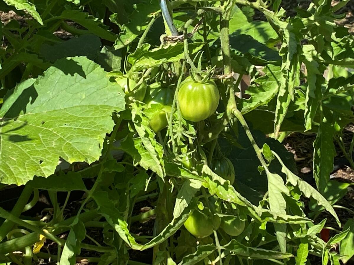 Jardin bio et sa table appréciés de nos hôtes en Sud Luberon