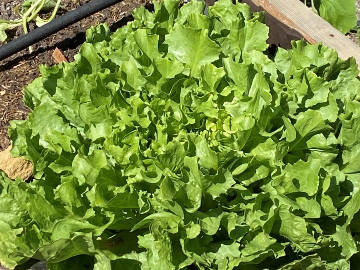 Jardin bio et sa table appréciés de nos hôtes en Sud Luberon