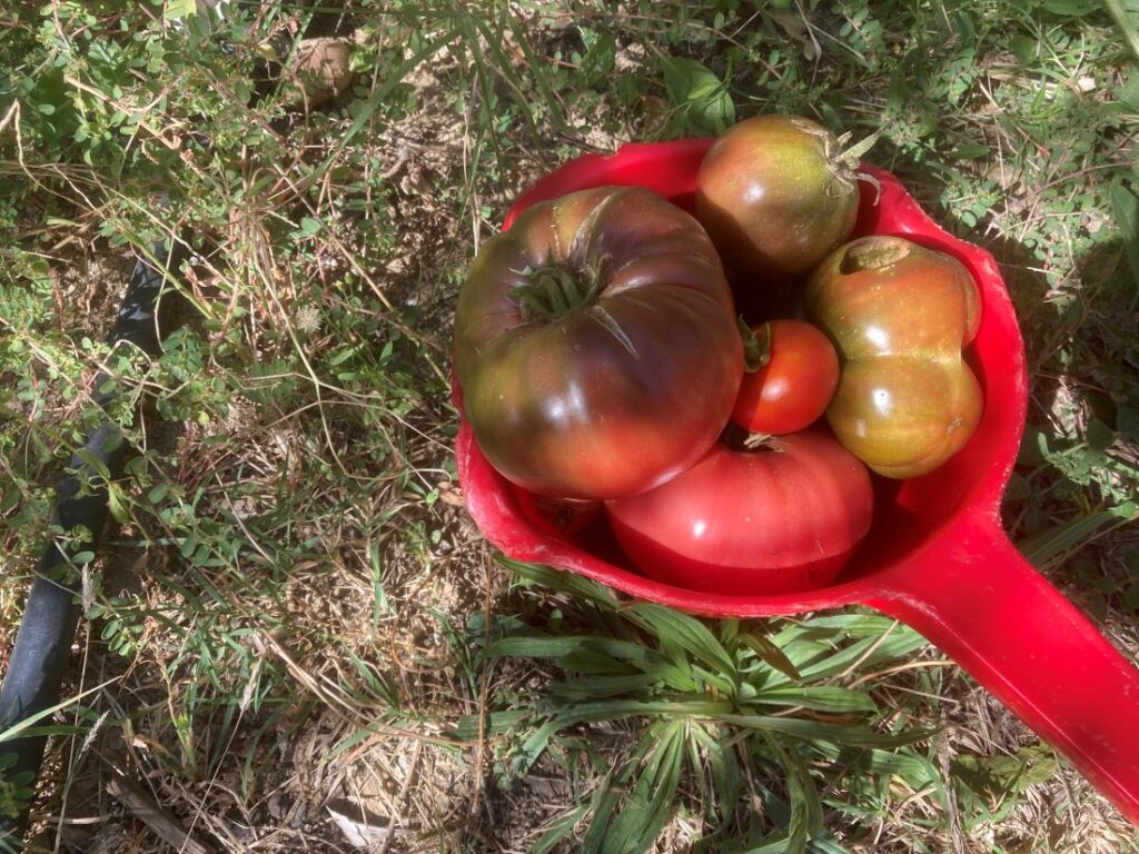 Récoltes de tomates au jardin bio en date du 15/10/2023